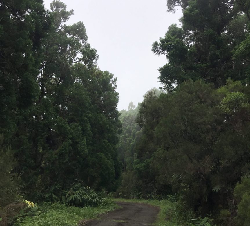 Une route avec de la forêt de part et d'autre à la Réunion